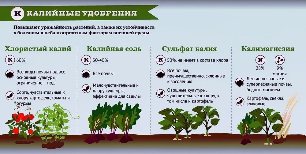 Стадии роста и потребности