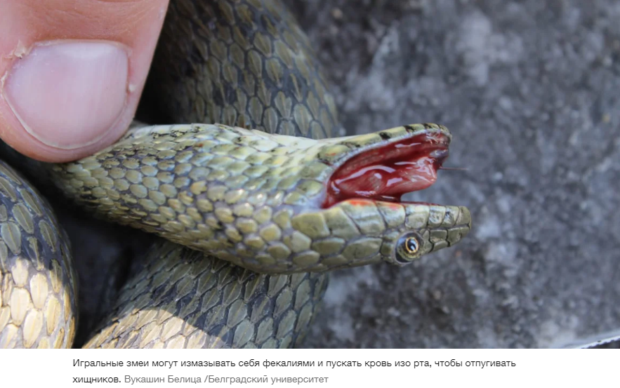 Эти змеи не только инсценируют свою смерть, но и используют для этого жуткие спецэффекты