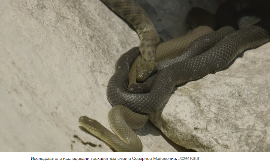 Эти змеи не только инсценируют свою смерть, но и используют для этого жуткие спецэффекты