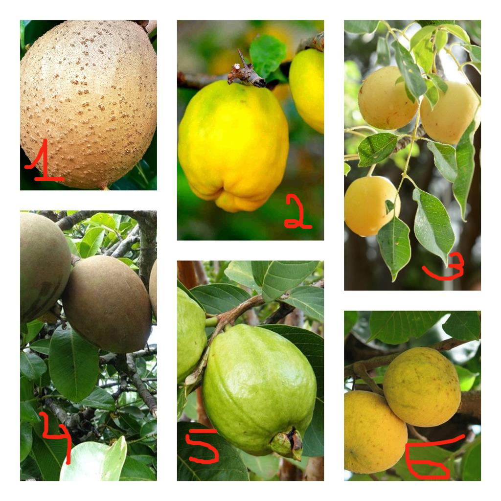 На каком фото изображена айва?