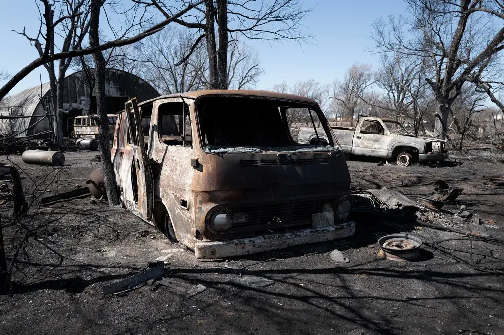 Растение, которое повсюду, увеличивает риск возникновения лесных пожаров