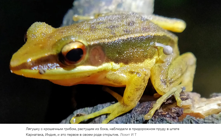 Из лягушки в Индии прорастает гриб. Исследователи никогда не видели ничего подобного