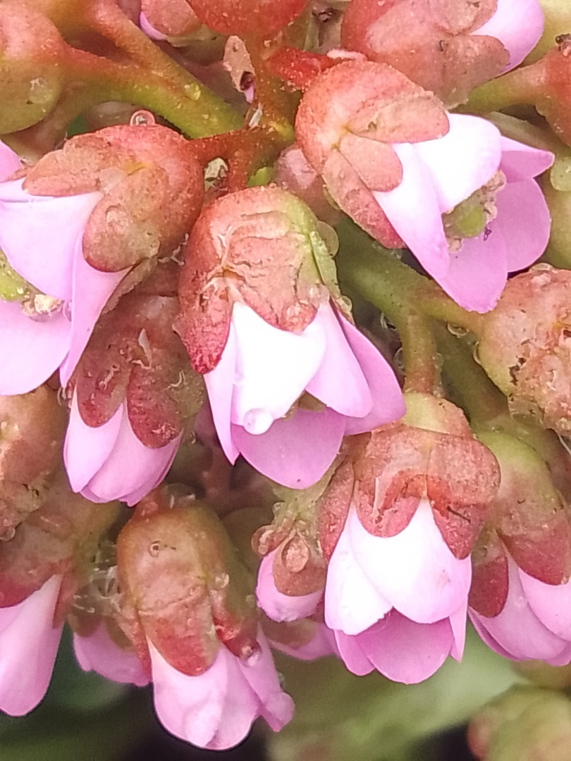 Как не сойти с ума, если ты сломала правую руку и осталась одна с собакой, двумя котами, дачей и жарой под 50…