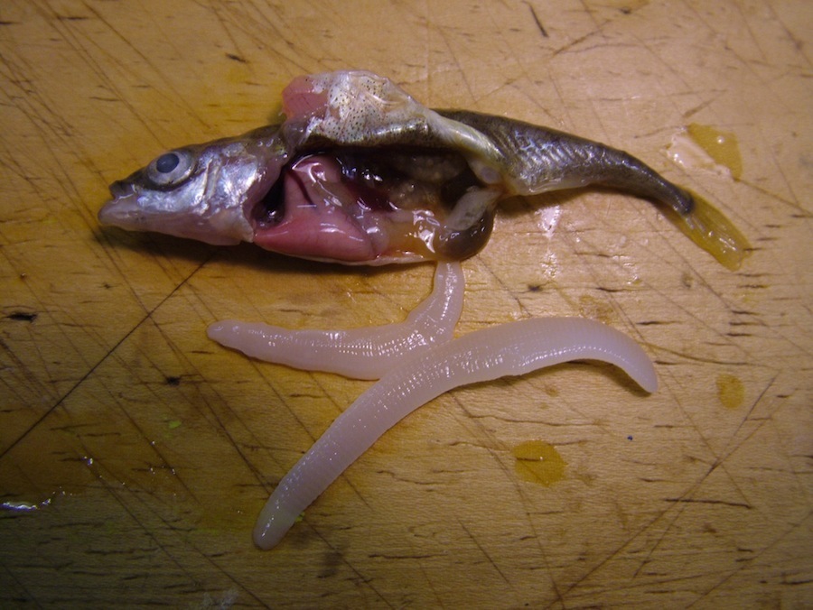 Паразиты в рыбе есть везде. Как готовить зараженную рыбу?