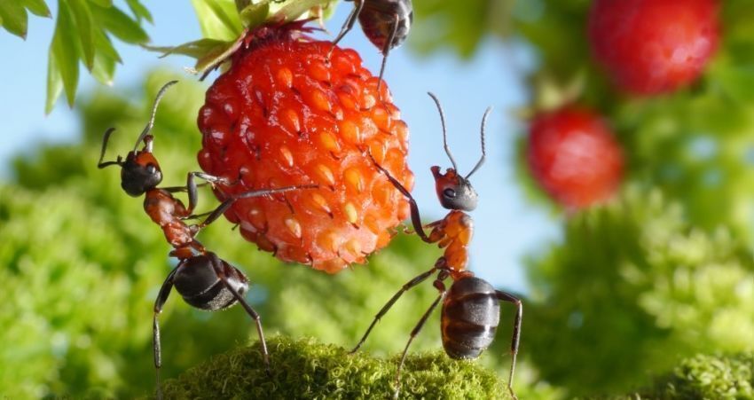 Крошечные титаны: удивительный мир муравьев.