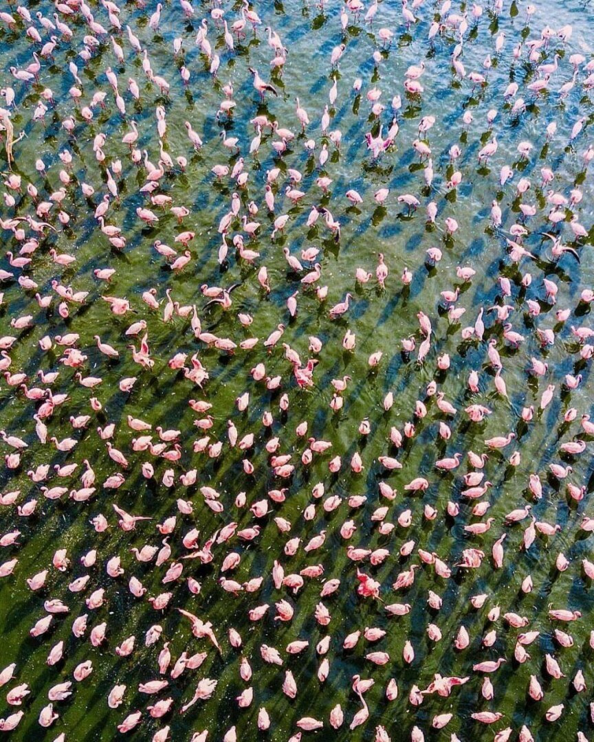 "В царстве фламинго: Исследуя красоты кенийского озера Богория"