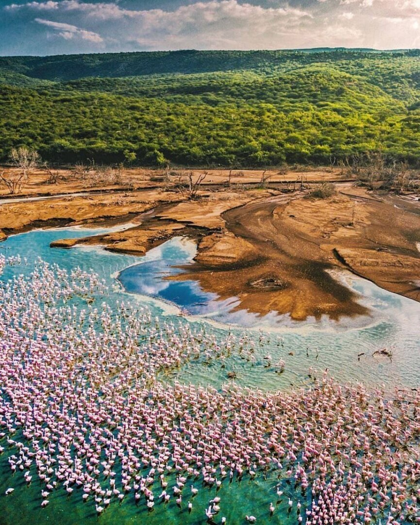 "В царстве фламинго: Исследуя красоты кенийского озера Богория"