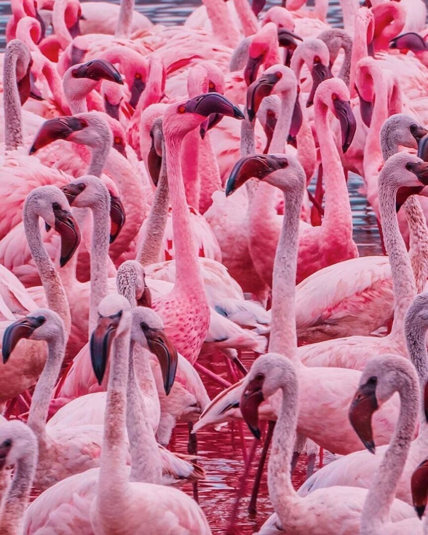 "В царстве фламинго: Исследуя красоты кенийского озера Богория"