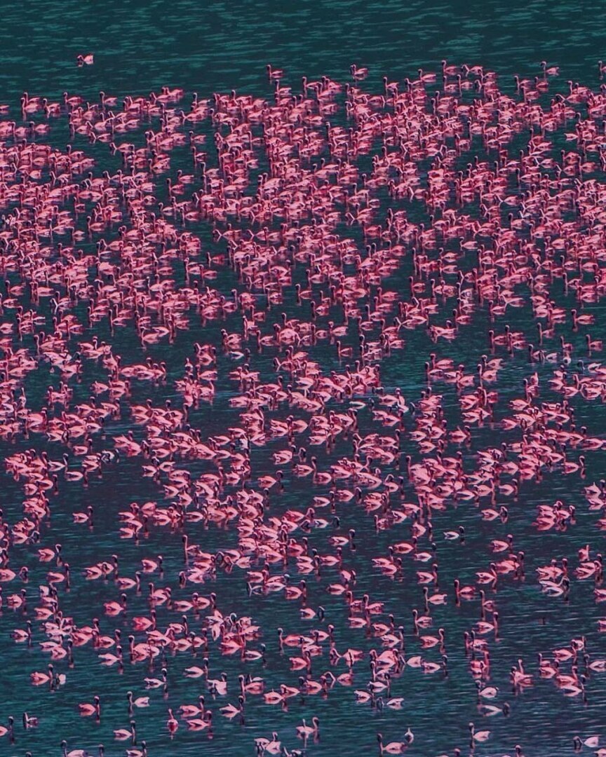 "В царстве фламинго: Исследуя красоты кенийского озера Богория"