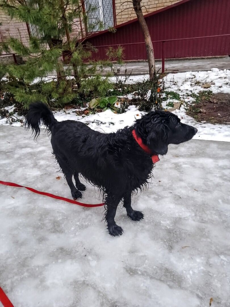 У вас будет... Глаша! Часть 1. Нежданчик случился — собака под ноги угодила. И что делать кошатнице с песелем? Забирать или пройти мимо...