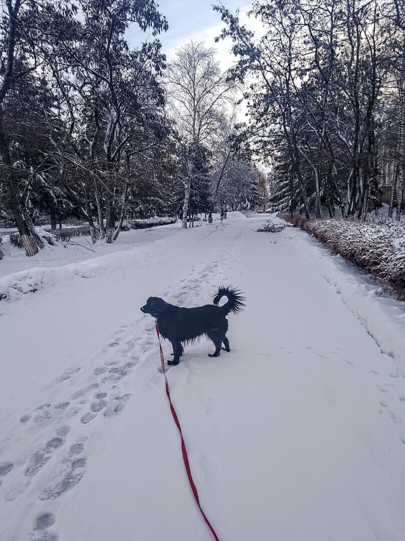 У вас будет... Глаша! Часть 1. Нежданчик случился — собака под ноги угодила. И что делать кошатнице с песелем? Забирать или пройти мимо...