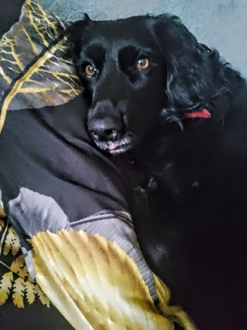 У вас будет... Глаша! Часть 1. Нежданчик случился — собака под ноги угодила. И что делать кошатнице с песелем? Забирать или пройти мимо...