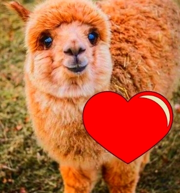 Минздрав одобряет. Мясо альпак будут поставлять в Россию?
