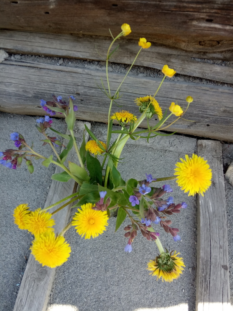 Букет – пожелание. Медуница сулит здоровье, лютик – богатство, а одуванчик приносит счастье и радость.