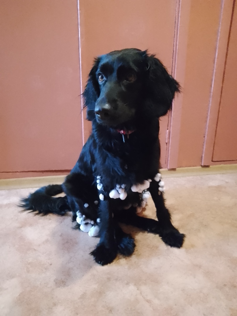 У вас будет… Глаша! Часть 2. Полотенце и пластиковая бутылка – лучшие предметы для тренировки ума собаки. И да, без помощи мажора не справилась бы…