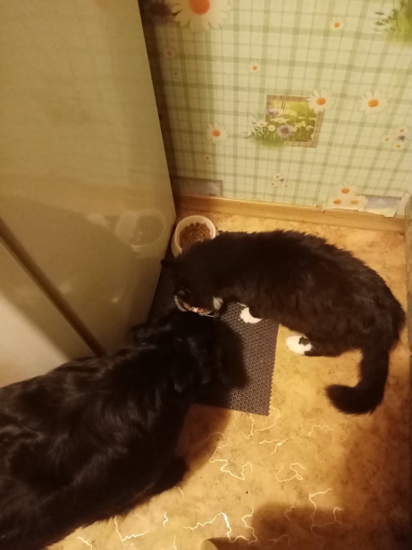 У вас будет… Глаша! Часть 2. Полотенце и пластиковая бутылка – лучшие предметы для тренировки ума собаки. И да, без помощи мажора не справилась бы…