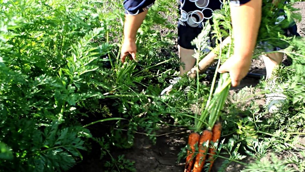 Как сберечь здоровье, работая в огороде