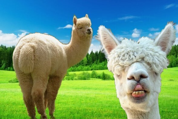 Минздрав одобряет. Мясо альпак будут поставлять в Россию?