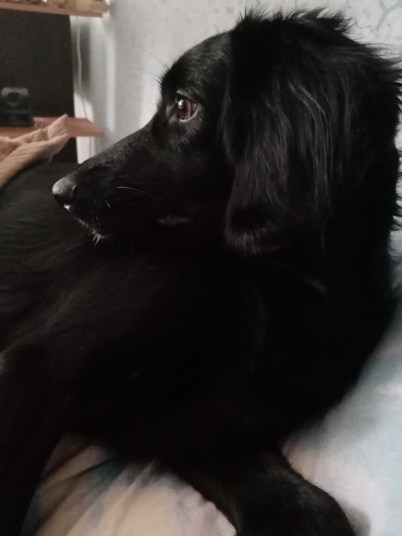 У вас будет… Глаша! Часть 2. Полотенце и пластиковая бутылка – лучшие предметы для тренировки ума собаки. И да, без помощи мажора не справилась бы…