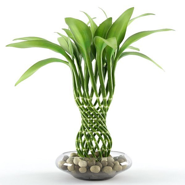 Как вырастить дракона в горшке: Полное руководство для начинающих