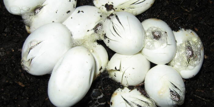 Почему не рекомендуется есть яйца рептилий?