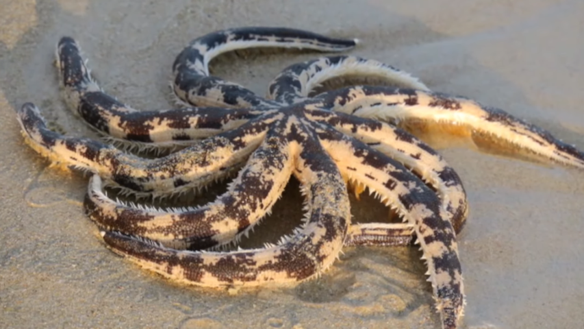 Санья / 三亚 Sānyà, остров Хайнань / 海南 Hǎinán, Китай / 中国 zhōngguó.