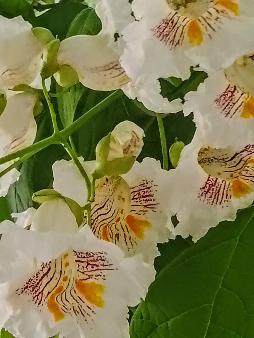 А у вас во дворе растет макаронное дерево, усыпанное огромными орхидеями? Индейцы назвали это удивительное растение — Катальпа