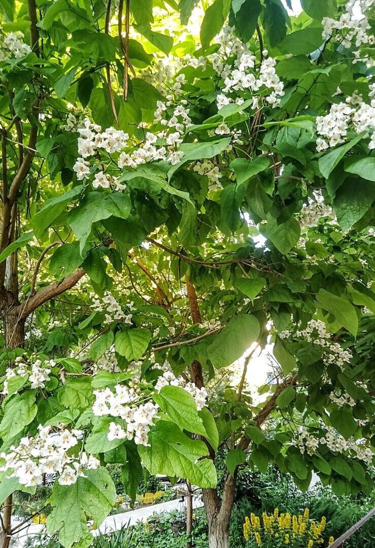 А у вас во дворе растет макаронное дерево, усыпанное огромными орхидеями? Индейцы назвали это удивительное растение — Катальпа