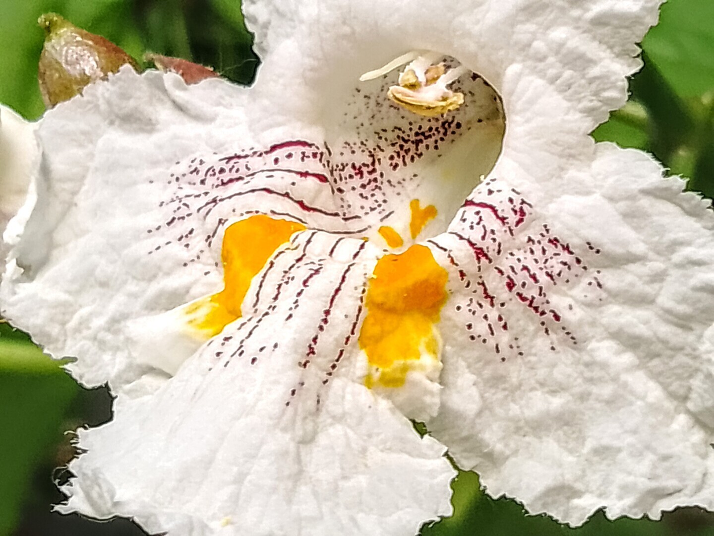 А у вас во дворе растет макаронное дерево, усыпанное огромными орхидеями? Индейцы назвали это удивительное растение — Катальпа