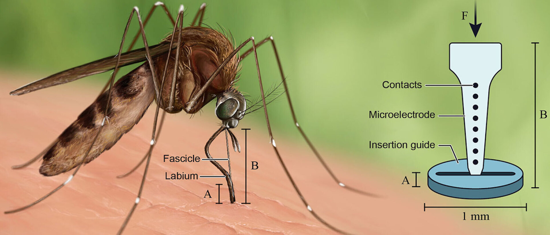 Язык комаров: разгадка тайн кровососущих насекомых