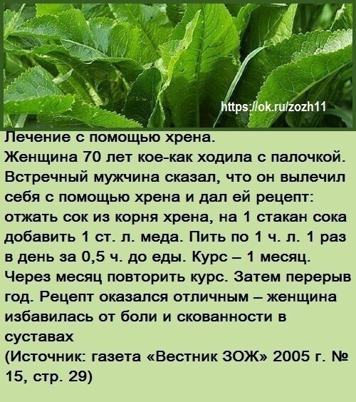 Где и как можно применить листья хрена