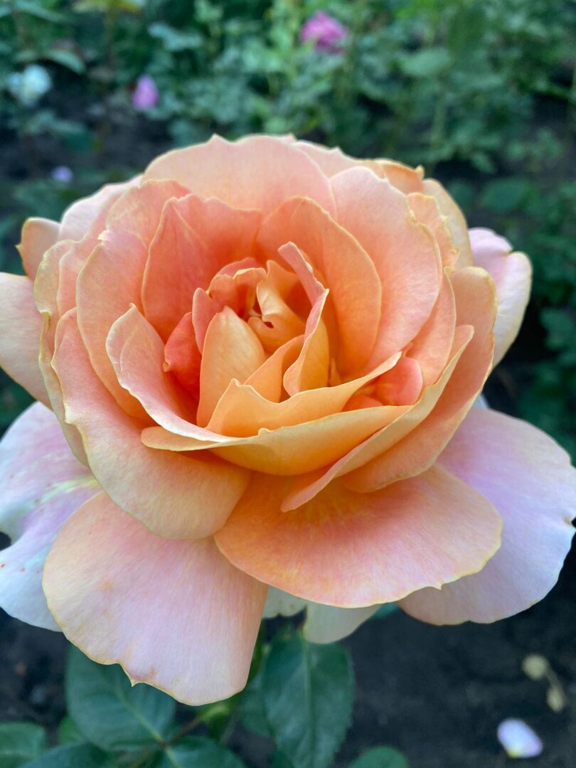 Пятничная игра, открытие купального сезона и мидии в сливочном соусе.