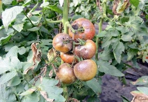 Вредители, вызывающие болезни томатов в теплице