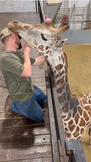 Мануальный терапевт работает с жирафом, его нюхают: «Жирафы — это просто гигантские собаки?»