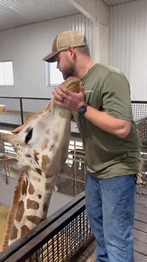 Мануальный терапевт работает с жирафом, его нюхают: «Жирафы — это просто гигантские собаки?»