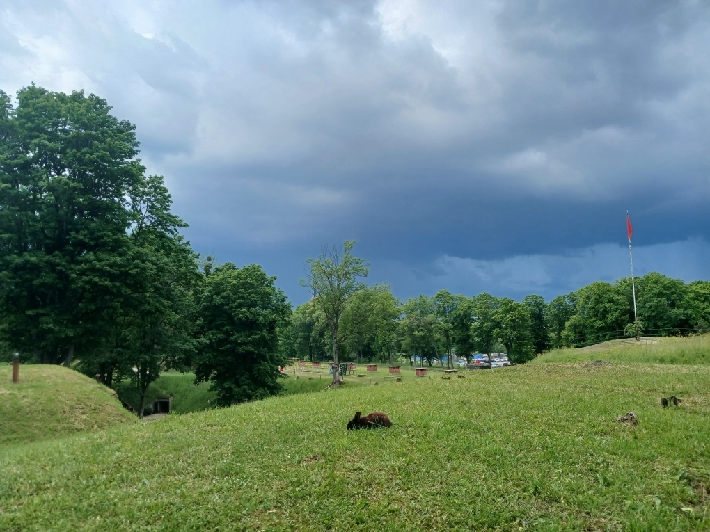 Форд с кроликами