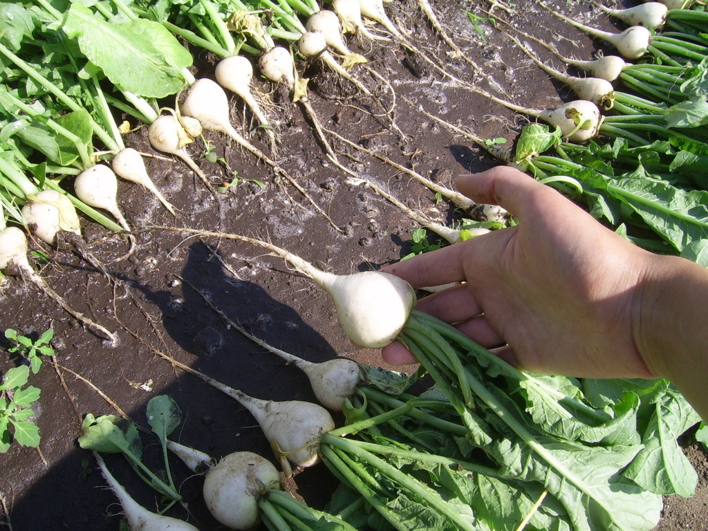 Все тонкости выращивания дайкона