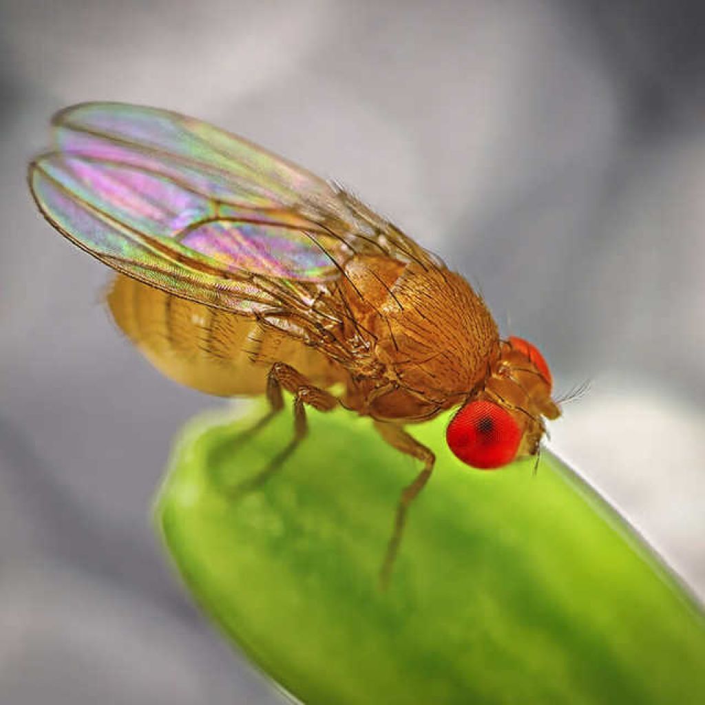 Ученые обнаружили признаки сознания у ряда животных