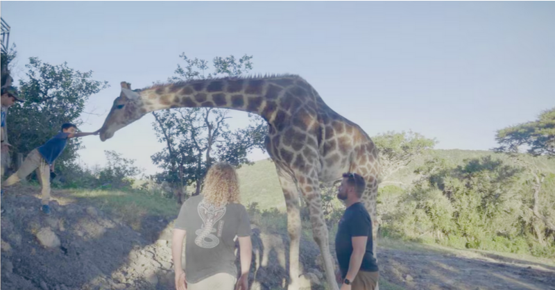 Мануальный терапевт работает с жирафом, его нюхают: «Жирафы — это просто гигантские собаки?»