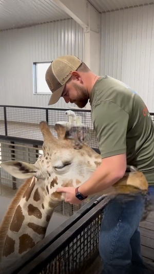 Мануальный терапевт работает с жирафом, его нюхают: «Жирафы — это просто гигантские собаки?»