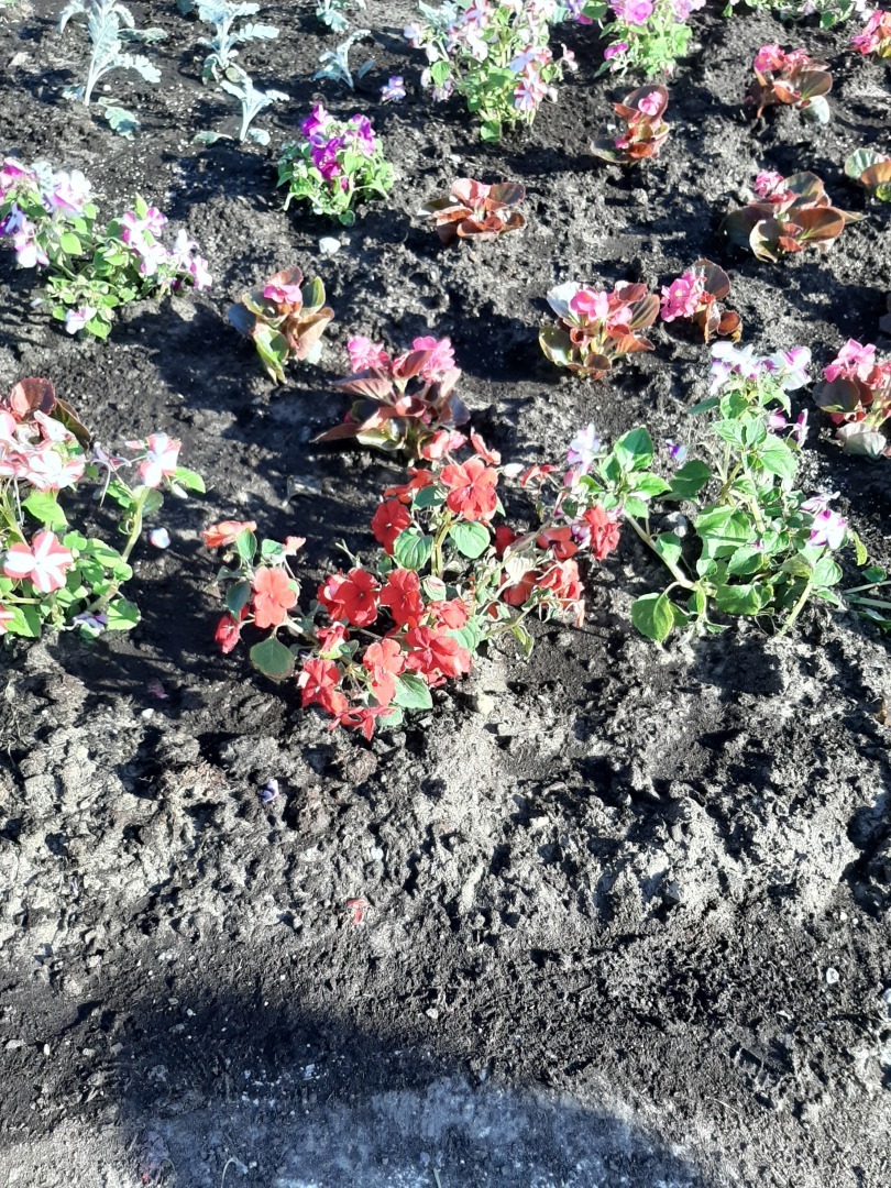 Прогулки выходного дня: красота природы, зелень и мои впечатления