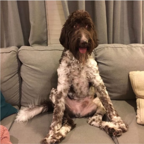 Это Сесил. Он никогда в жизни не сделал ничего плохого, пока не съел 4000 долларов