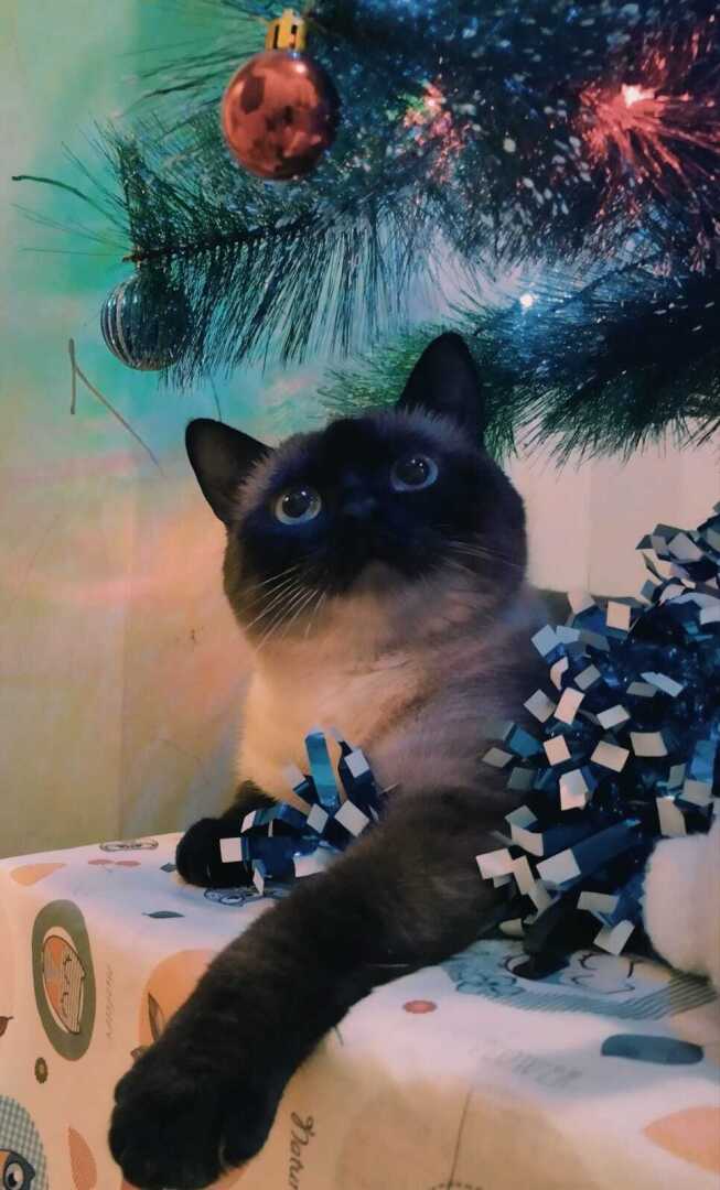 Завел кота, собаку - неси ответственность! Или почему нельзя к животным, как к вещам!