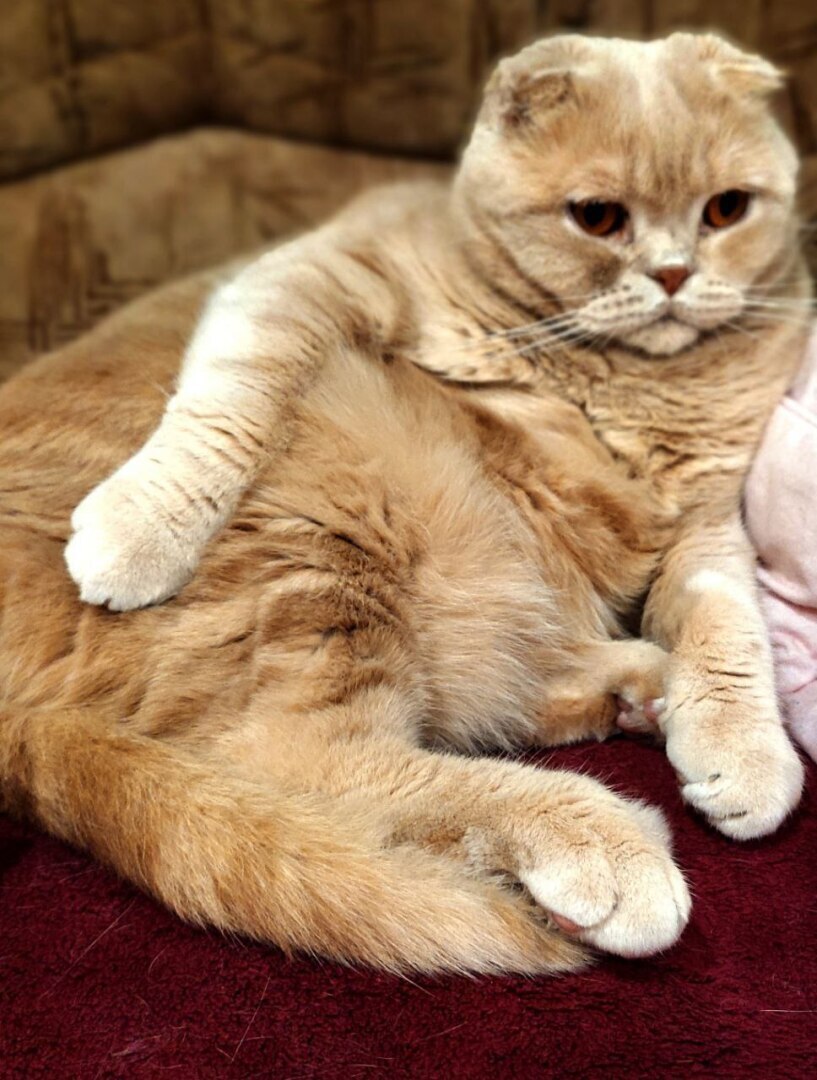 "Грация, Таинственность, и Независимость: Волшебный Мир Кошек"