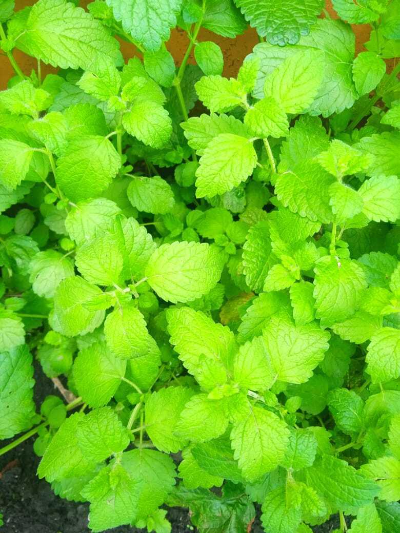 Чайная грядка: какие травы я использую для приготовления домашнего ароматного и полезного собственного чая