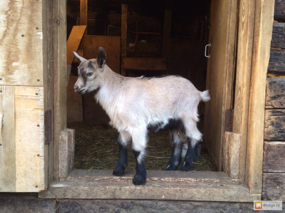 Таможня дала добро! Выбираем козу!