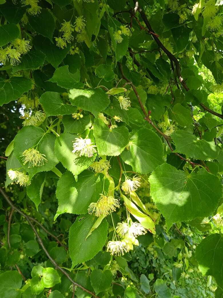 Чайная грядка: какие травы я использую для приготовления домашнего ароматного и полезного собственного чая