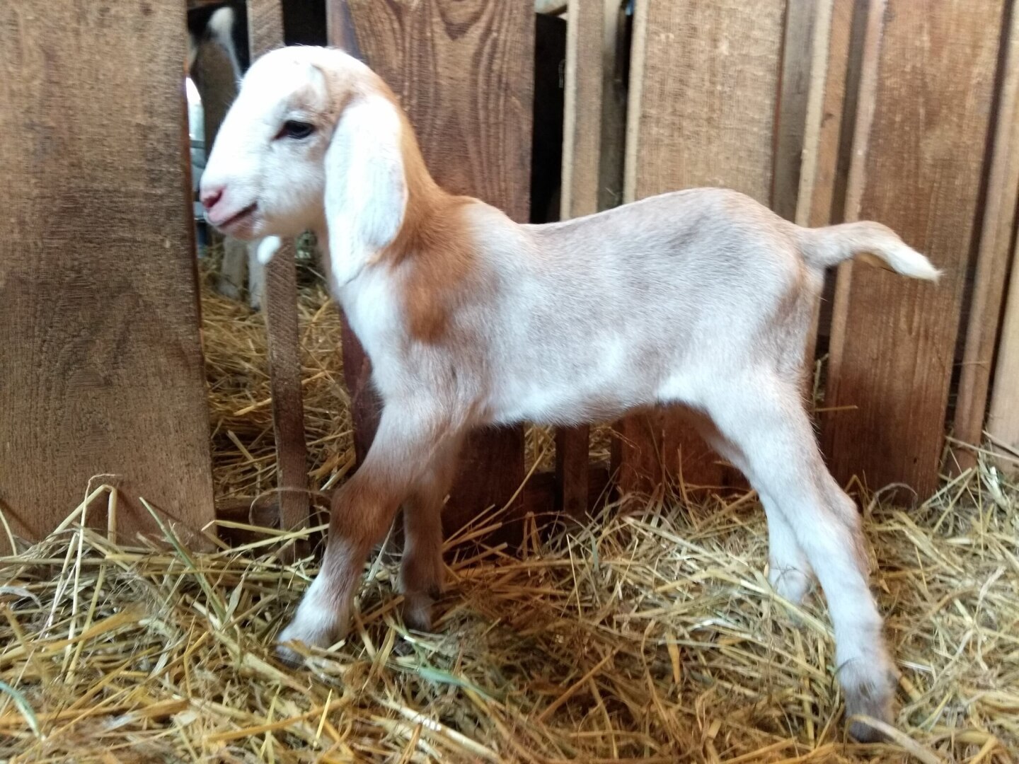 Таможня дала добро! Выбираем козу!