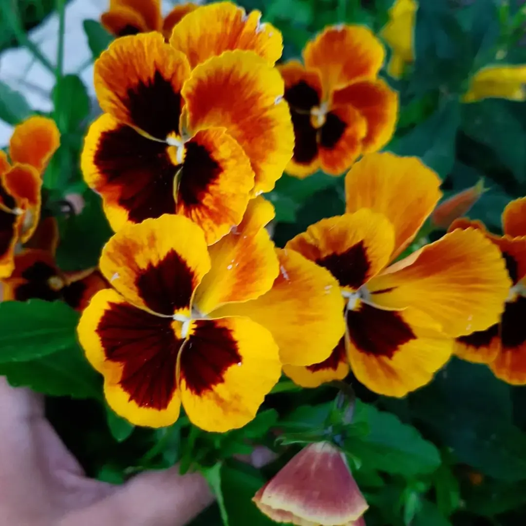 Разновидности моих цветов: какие можно вырастить на своем участке? Личный опыт выращивания цветов