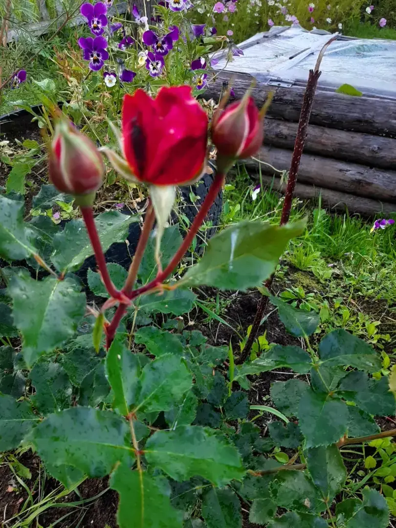 Разновидности моих цветов: какие можно вырастить на своем участке? Личный опыт выращивания цветов